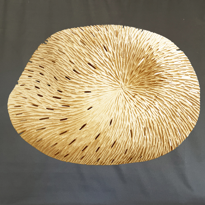 Dentelle ovale sycomore