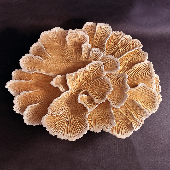 Schizophylle merisier