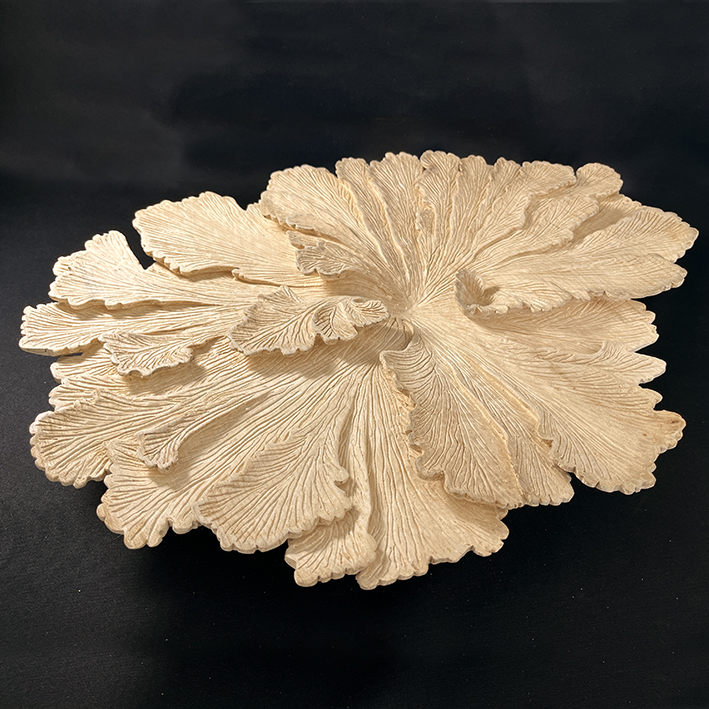 Schizophylle sycomore