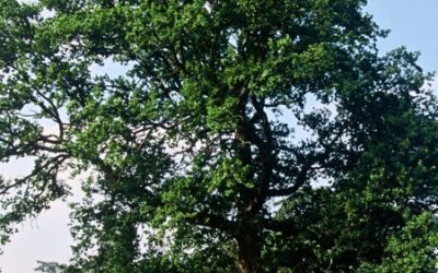 The oak
