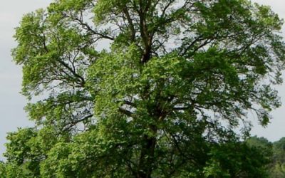 the elm