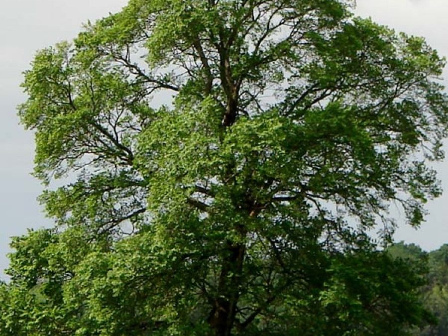the elm