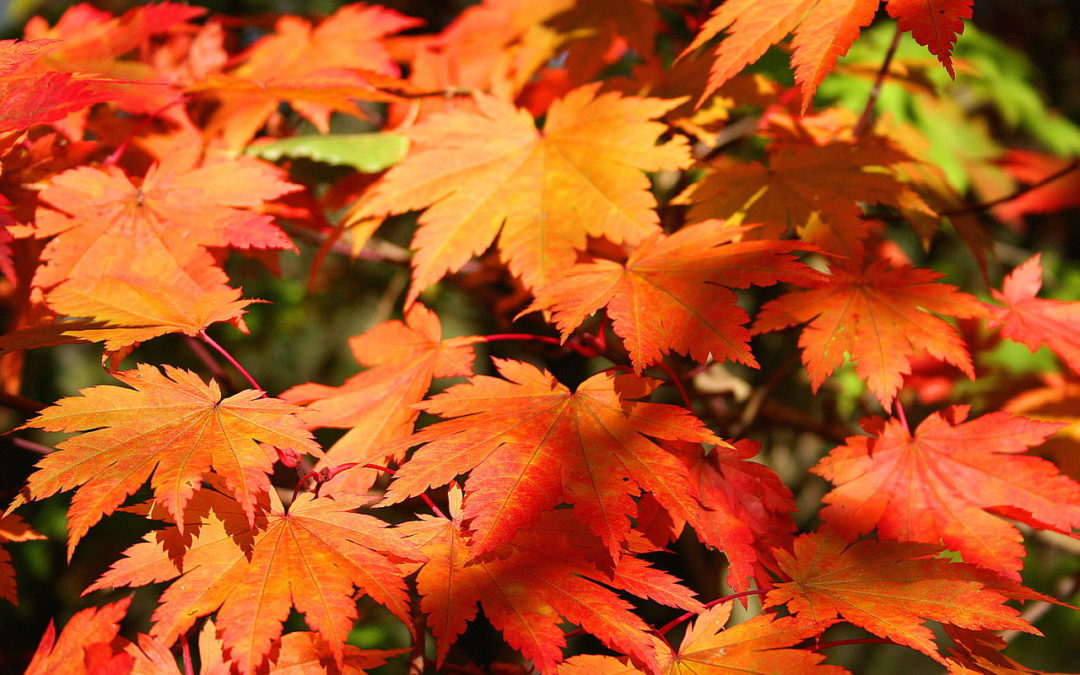 L&rsquo;érable