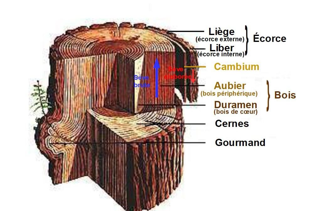 The wood, a living material