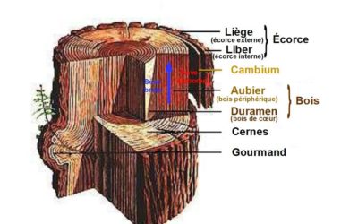 The wood, a living material