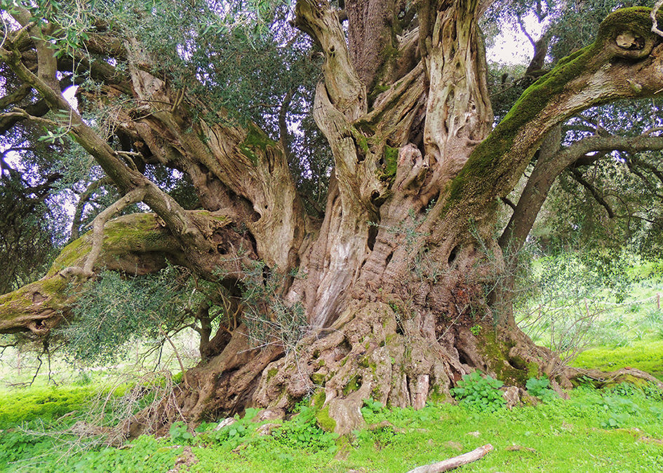 Olive wood