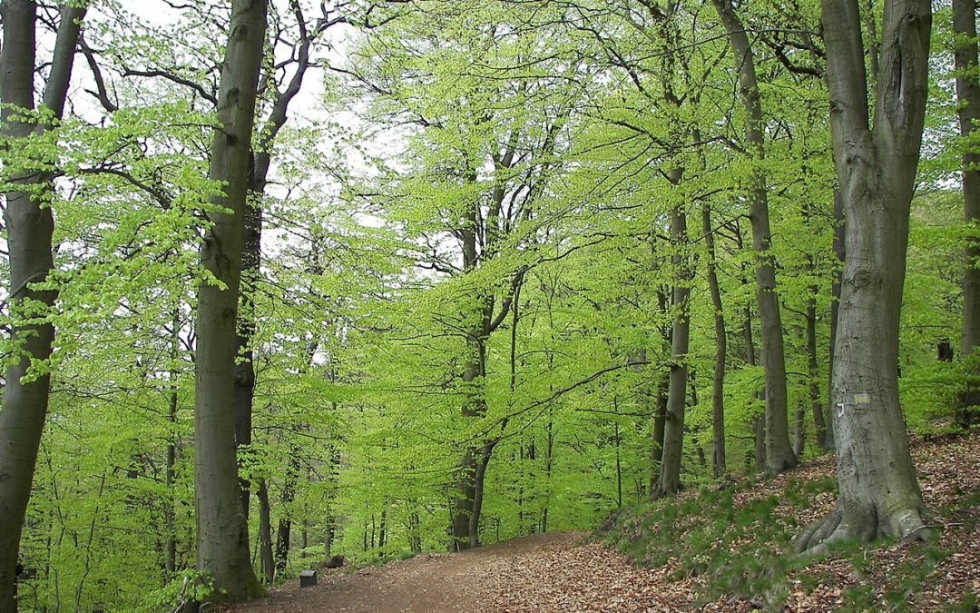 Beech