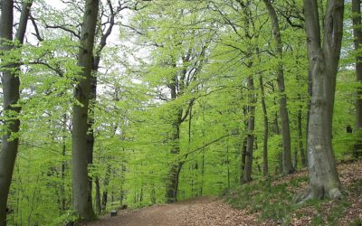 Beech