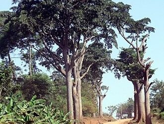 Iroko